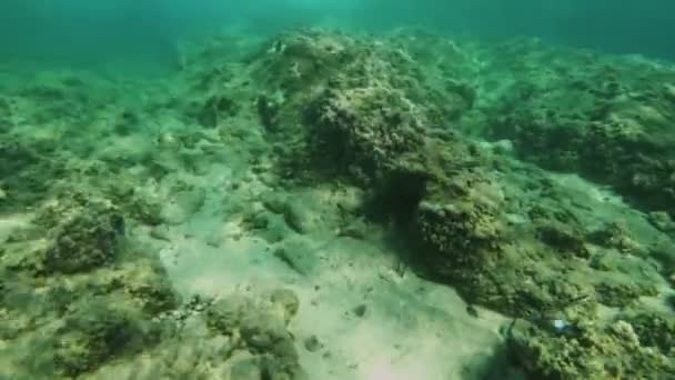 Dykning Undervattensfoto Fisk — Stockvideo