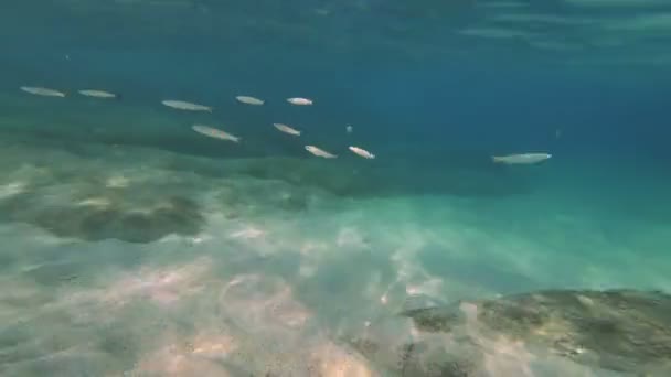 Potápění Pod Vodou Ryby — Stock video