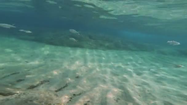 Scuba Diving Underwater Fish — Stock Video