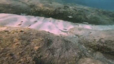Tüplü Dalış sualtı balık 4k