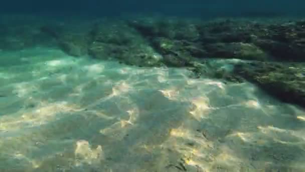 Plongée Sous Marine Poissons Sous Marins — Video