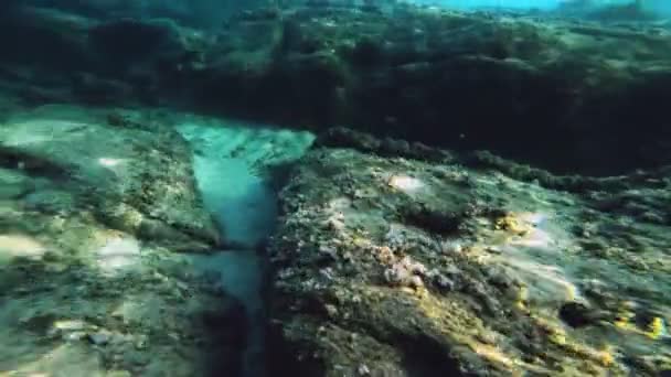 Plongée Sous Marine Poissons Sous Marins — Video