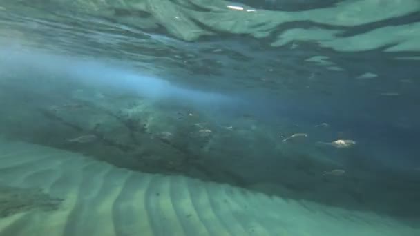 Buceo Submarino Peces — Vídeos de Stock