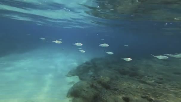 Buceo Submarino Peces — Vídeo de stock