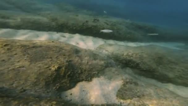스쿠버 다이빙 물고기 — 비디오