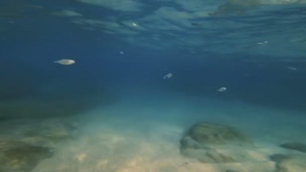 Buceo Submarino Peces — Vídeos de Stock
