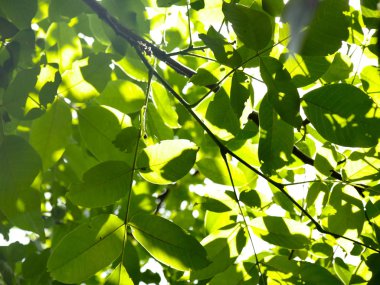Ağacın üzerinde yapraklar