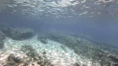 Tüplü Dalış sualtı 4k
