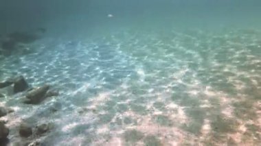 Tüplü Dalış sualtı 4k