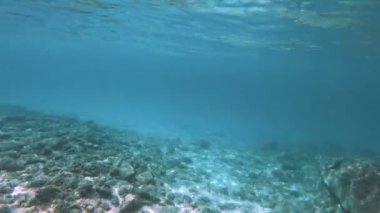 Tüplü Dalış sualtı 4k