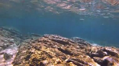 Tüplü Dalış sualtı balık 4k