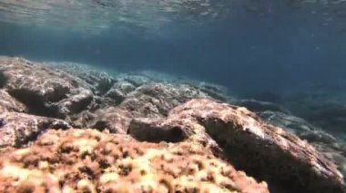 Tüplü Dalış sualtı balık 4k
