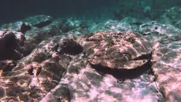 Mergulho Subaquático — Vídeo de Stock