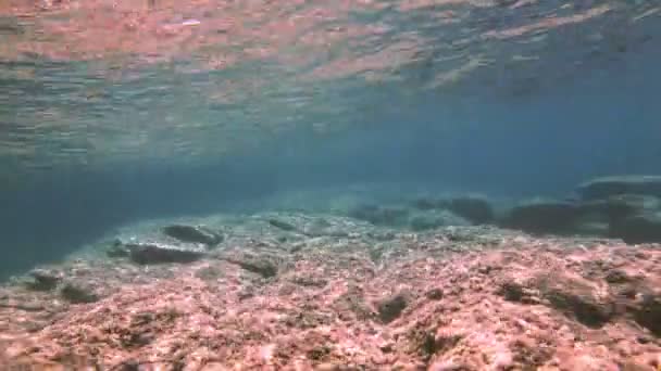 Dykning Vattnet — Stockvideo