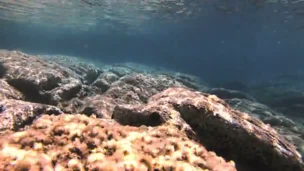 Buceo Submarino Peces — Vídeos de Stock