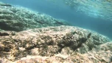 Tüplü Dalış sualtı balık 4k