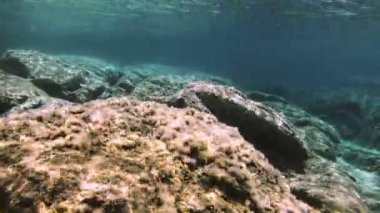 Tüplü Dalış sualtı balık 4k