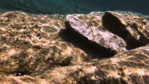 Scuba Diving Onderwater Vis — Stockvideo