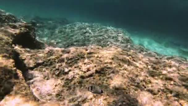 Plongée Sous Marine Poissons Sous Marins — Video