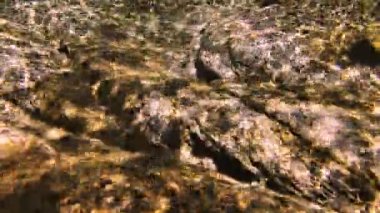 Tüplü Dalış sualtı balık 4k