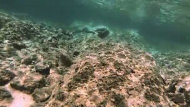 Tüplü Dalış sualtı balık 4k