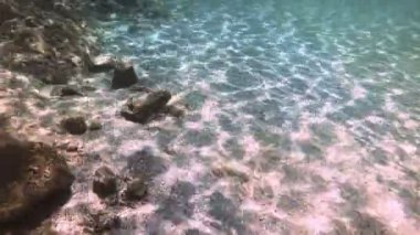 Tüplü Dalış sualtı balık 4k