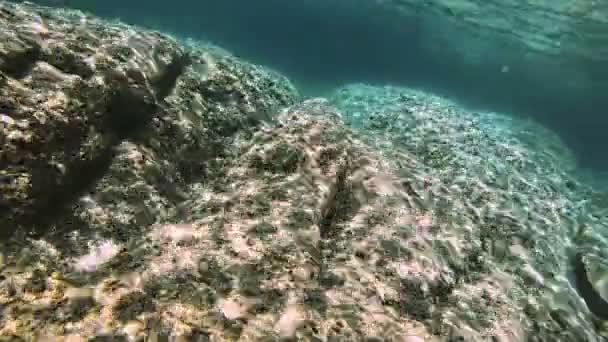 Buceo Submarino Peces — Vídeos de Stock