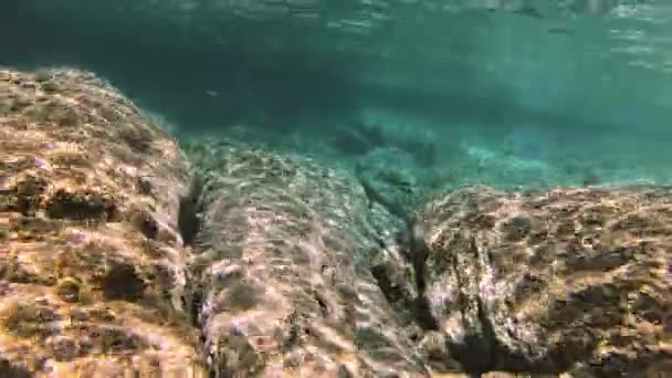 Plongée Sous Marine Poissons Sous Marins — Video