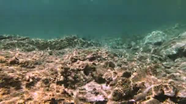 Nurkowanie Podwodne Ryba — Wideo stockowe