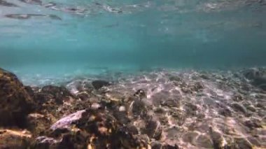 Tüplü Dalış sualtı balık 4k