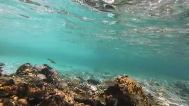 Dykning Undervattensfoto Fisk — Stockvideo