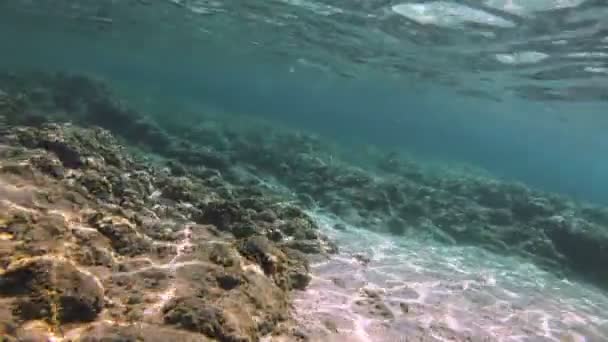 Plongée Sous Marine Poissons Sous Marins — Video