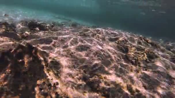 Підводне Занурення Підводних Риб — стокове відео