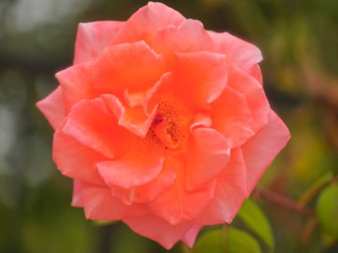 Bahçede kırmızı gül