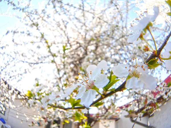 Frühlingsblume Auf Einem Baum — Stockfoto