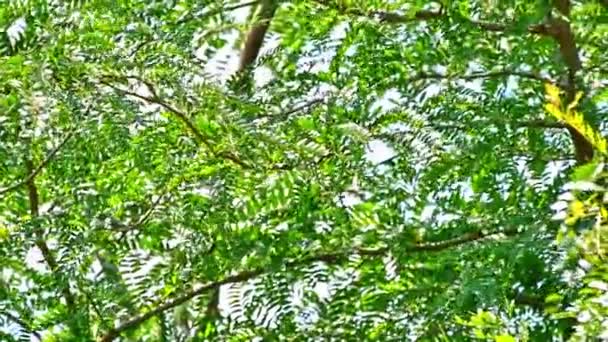 木の風景に葉 — ストック動画