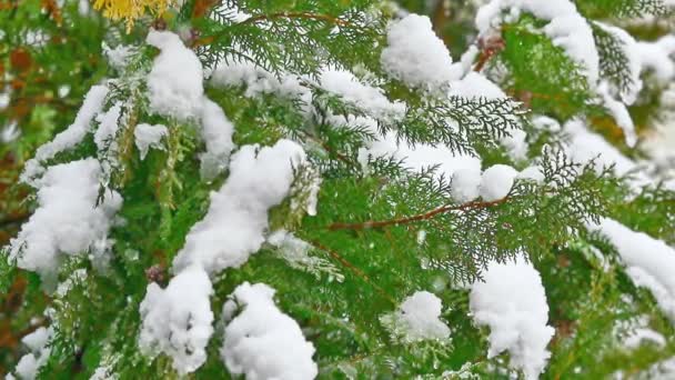 Nieve Cae Los Árboles — Vídeos de Stock