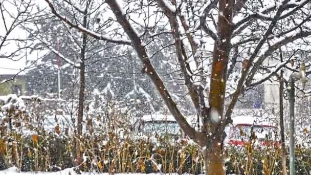 Ağaçlarda Kar Düşüyor — Stok video