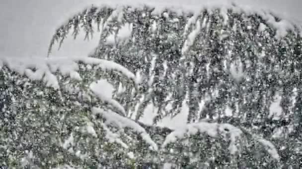 Neve Cade Sugli Alberi — Video Stock