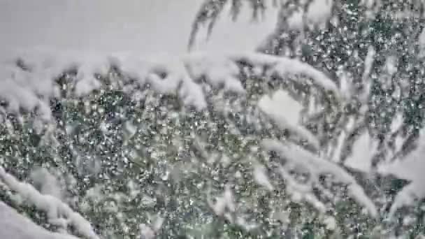 Śnieg Pada Drzewach — Wideo stockowe