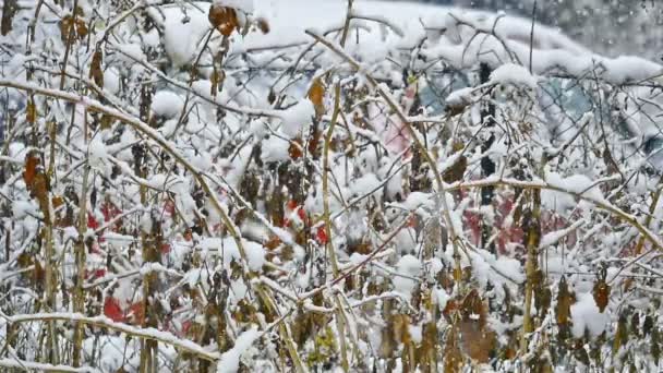 Snow Falls Trees — Stock Video