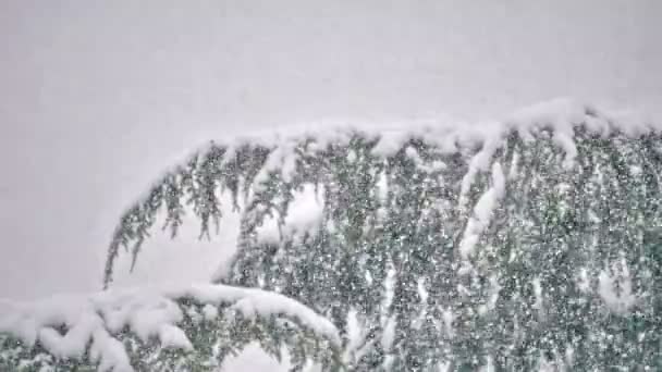 Neve Cade Sugli Alberi — Video Stock