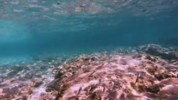Mergulho Peixes Subaquáticos — Vídeo de Stock