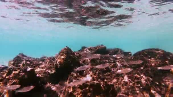 Plongée Sous Marine Poissons Sous Marins — Video