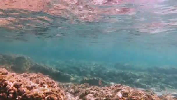 Plongée Sous Marine Poissons Sous Marins — Video