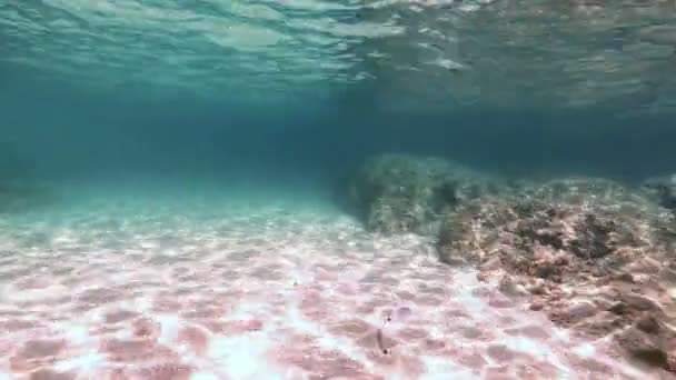 Plongée Sous Marine Poissons Sous Marins — Video