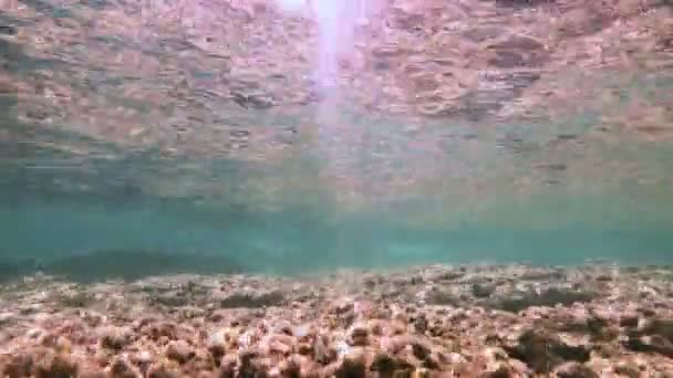 Buceo Submarino Peces — Vídeos de Stock