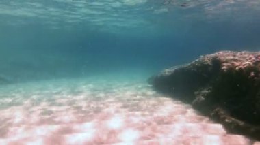 Tüplü Dalış sualtı balık 4k