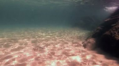 Tüplü Dalış sualtı balık 4k
