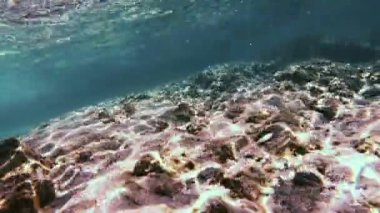 Tüplü Dalış sualtı balık 4k